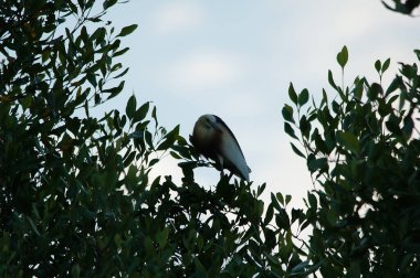 Javan havuzu mangrov ağacının ağaç dallarına tünemiş.