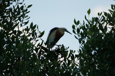 Javan havuzu mangrov ağacının ağaç dallarına tünemiş.