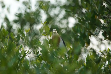 Javan havuzu mangrov ağacının ağaç dallarına tünemiş.