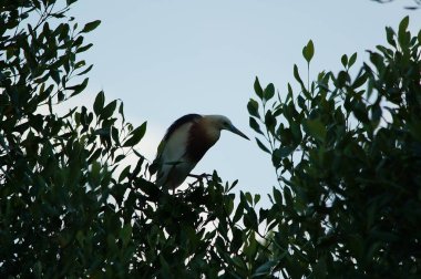Javan havuzu mangrov ağacının ağaç dallarına tünemiş.