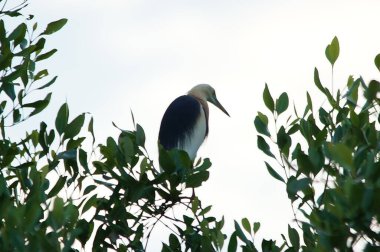 Javan havuzu mangrov ağacının ağaç dallarına tünemiş.