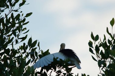 Javan havuzu mangrov ağacının ağaç dallarına tünemiş.