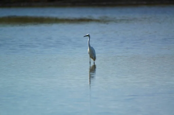 Peu Aigrette Sont Recherche Nourriture Dans Les Rivières Les Lacs — Photo