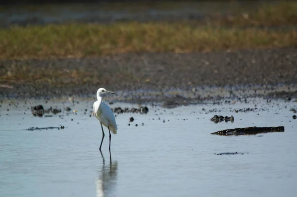 Pequena Egret Estão Procura Alimentos Rios Lagos — Fotografia de Stock