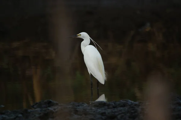 Pequena Egret Estão Procura Alimentos Rios Lagos — Fotografia de Stock