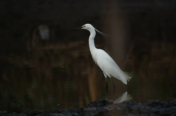 Pequena Egret Estão Procura Alimentos Rios Lagos — Fotografia de Stock