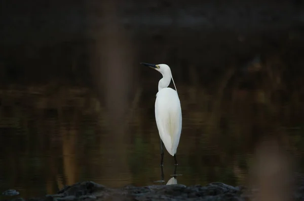 Little Egret Looking Food Rivers Lakes — Stock Photo, Image