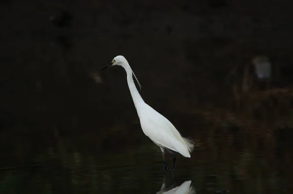 Λίγο Egret Ψάχνουν Για Τροφή Ποτάμια Λίμνες — Φωτογραφία Αρχείου