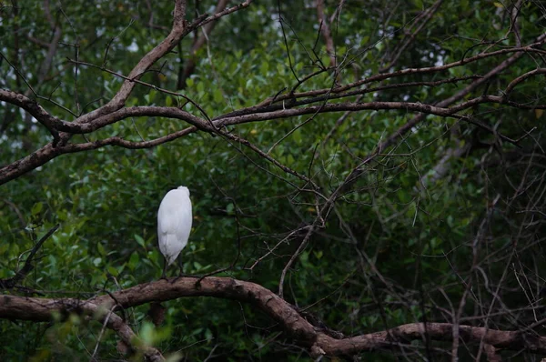 Aigrette Bétail Perchée Sur Les Branches Des Arbres Mangrove — Photo