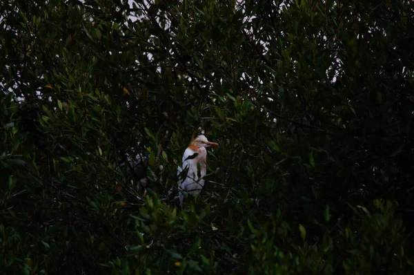 Aigrette Bétail Perchée Sur Les Branches Des Arbres Mangrove — Photo