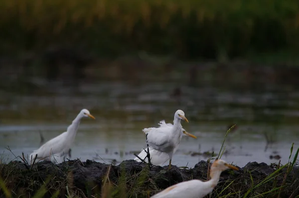 Garceta Ganado Están Buscando Comida Los Campos — Foto de Stock