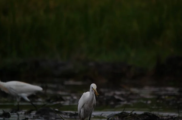 Aigrette Bétail Sont Recherche Nourriture Dans Les Champs — Photo