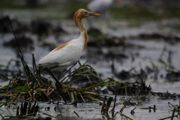 Αγέλη Egret Ψάχνουν Για Τροφή Στα Χωράφια — Φωτογραφία Αρχείου