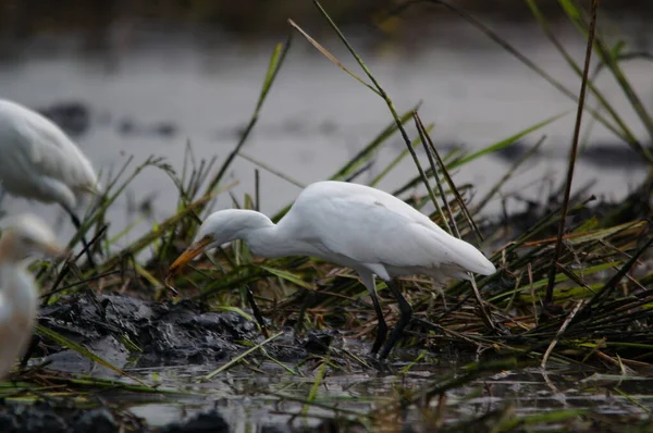 Aigrette Bétail Sont Recherche Nourriture Dans Les Champs — Photo