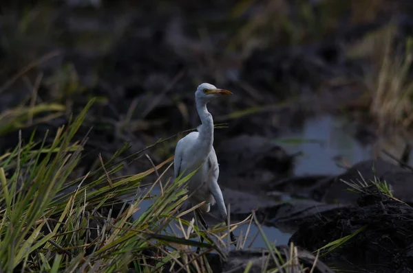 Nötkreatur Egret Letar Efter Mat Fälten — Stockfoto