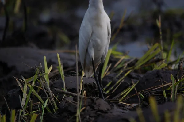 Kuhreiher Suchen Auf Den Feldern Nach Nahrung — Stockfoto