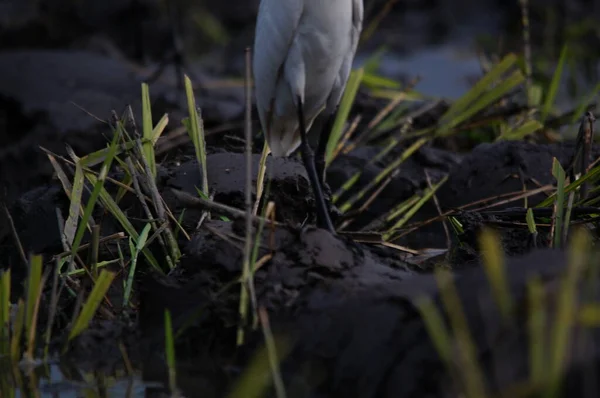 Aigrette Bétail Sont Recherche Nourriture Dans Les Champs — Photo