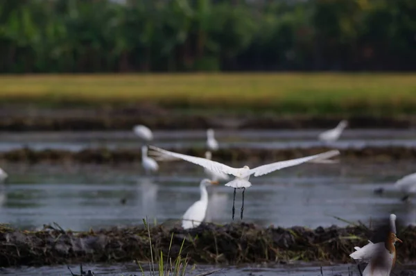 Akbalıkçıllar tarlalarda yiyecek arıyorlar.
