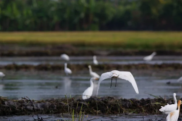 Aigrette Bétail Sont Recherche Nourriture Dans Les Champs — Photo