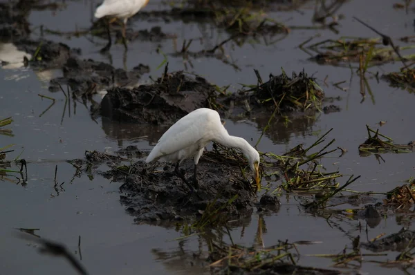 Gado Egret Estão Procura Alimentos Nos Campos — Fotografia de Stock