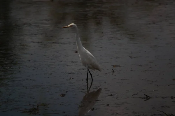 Cattle Egret Looking Food Riverbank — Stock Photo, Image