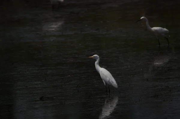 Aigrette Bétail Sont Recherche Nourriture Dans Rive — Photo