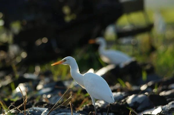 Aigrette Bétail Sont Recherche Nourriture Dans Les Champs — Photo