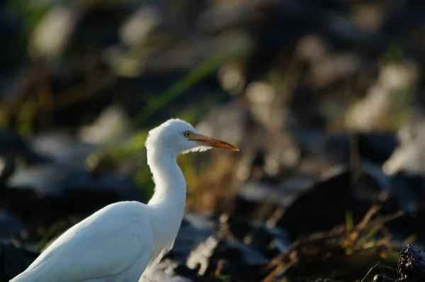 Aigrette Bétail Sont Recherche Nourriture Dans Les Champs — Photo