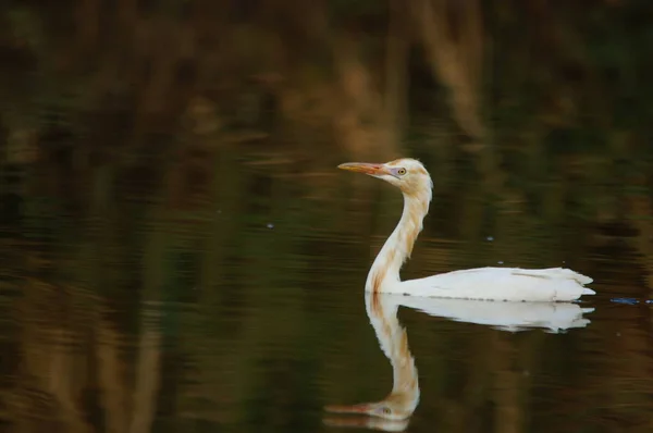 Kuhreiher Suchen Flussufer Nach Nahrung — Stockfoto