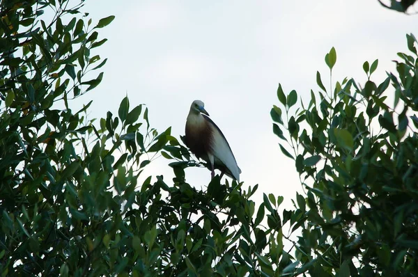 マングローブの木の枝にはジャワの池がある — ストック写真