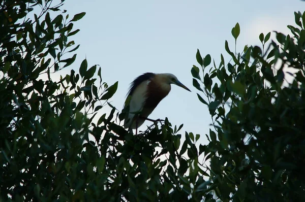 Javan havuzu mangrov ağacının ağaç dallarına tünemiş.