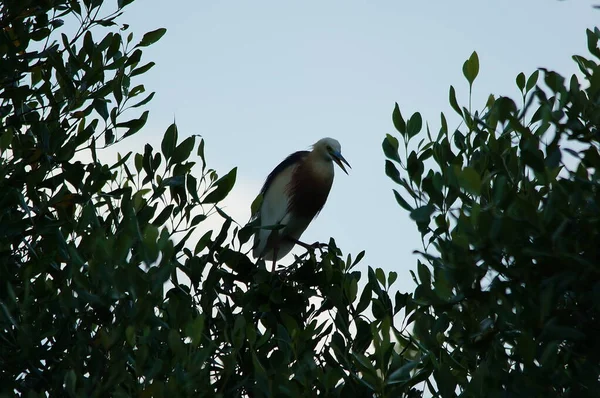 Héron Étang Javan Perché Sur Les Branches Des Arbres Mangrove — Photo