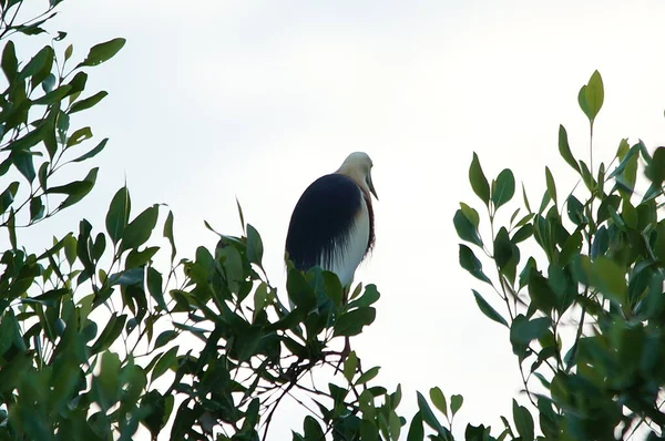 Javan havuzu mangrov ağacının ağaç dallarına tünemiş.