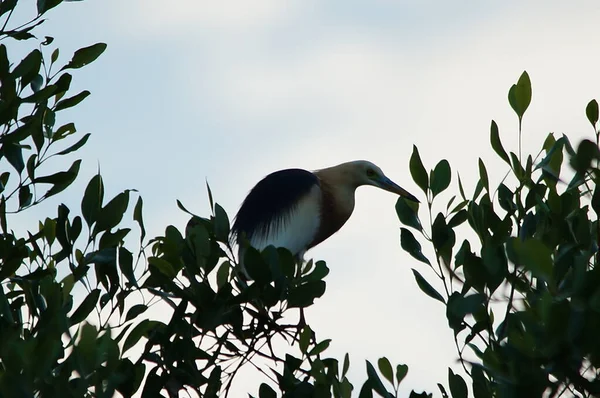 Javan Pond Heron Perched Tree Branches Mangrove Tree — Stock Photo, Image