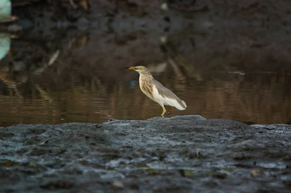 Javan Lagoa Garça Está Rio Procura Comida — Fotografia de Stock