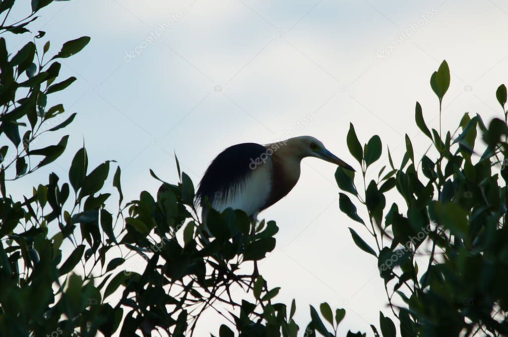 Javan pond heron perched on tree branches of the mangrove tree