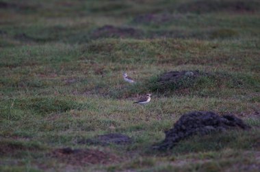 Javan yağmurluğu çimlerde yiyecek arıyor. Javan plover (Charadrius javanicus), Charadriidae familyasından bir kuş türü..