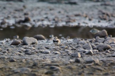 Javan aracı nehir kıyısında yiyecek arıyor. Javan plover (Charadrius javanicus), Charadriidae familyasından bir kuş türü..