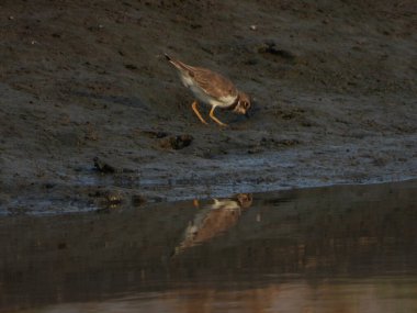 Javan aracı nehir kıyısında yiyecek arıyor. Javan plover (Charadrius javanicus), Charadriidae familyasından bir kuş türü..