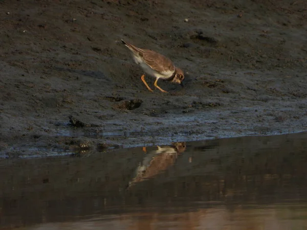 爪哇的犁地正在河岸上寻找食物 Charadrius Javanicus 是江豚科的一种鸟类 — 图库照片