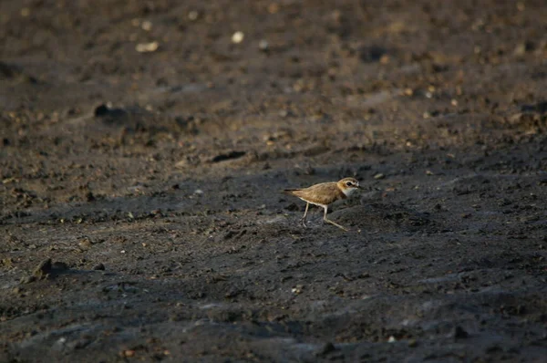 Javan Plover Está Procura Comida Margem Rio Charadrius Javanicus Uma — Fotografia de Stock