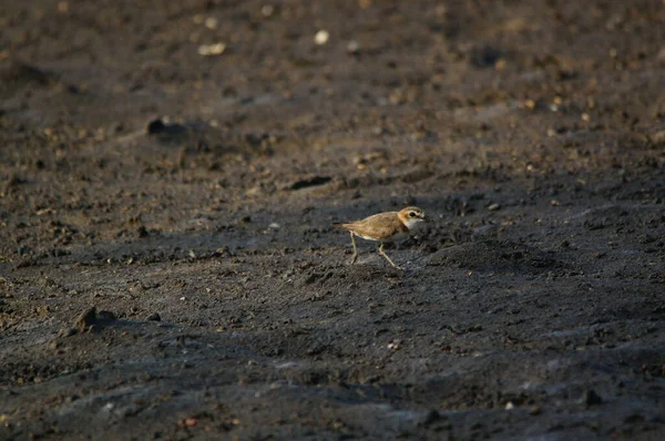 Javan Aracı Nehir Kıyısında Yiyecek Arıyor Javan Plover Charadrius Javanicus — Stok fotoğraf