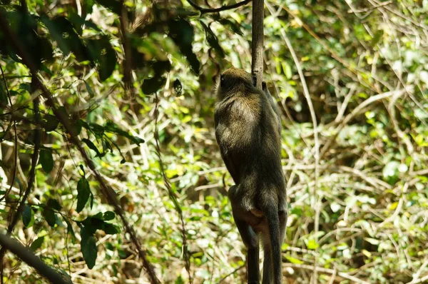 Lange Makaken Auf Einem Land Affe — Stockfoto