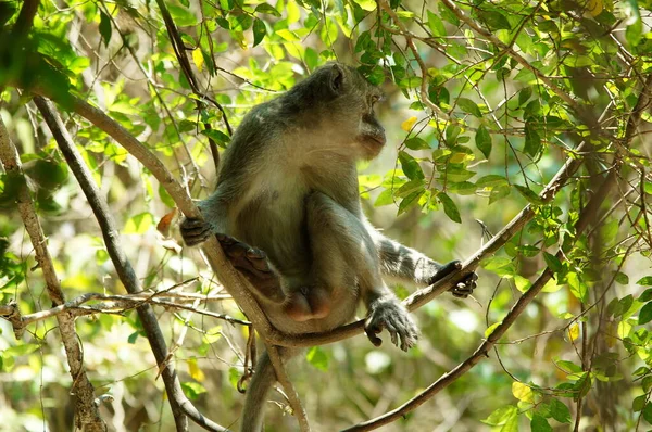 Macaco Largo Una Tierra Mono — Foto de Stock