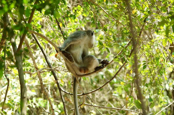 Lange Makaken Auf Einem Land Affe — Stockfoto