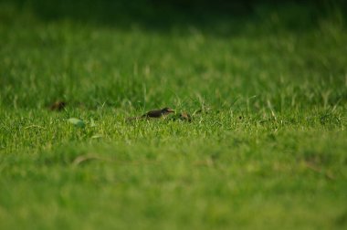 Prinia inornata, Kisticolidae familyasından bir kuş türü. Güneydoğu Asya 'da bataklık ve yüksek otlaklarda yaşayan kuşlar bulundu.