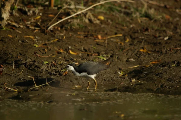 Amaurornis Phoenicurus Amaurornis Phoenicurus Est Oiseau Aquatique Famille Des Rallidae — Photo