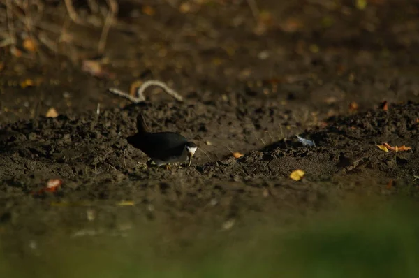 Amaurornis Phoenicurus Amaurornis Phoenicurus Est Oiseau Aquatique Famille Des Rallidae — Photo