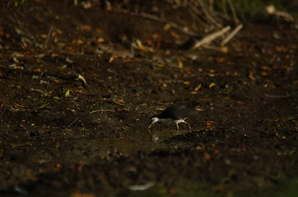 Witborstwaterduivin Amaurornis Phoenicurus Een Vogel Uit Familie Rallidae Watervogels — Stockfoto