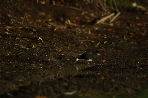 Amaurornis Phoenicurus Uma Ave Aquática Família Rallidae Que Amplamente Distribuída — Fotografia de Stock